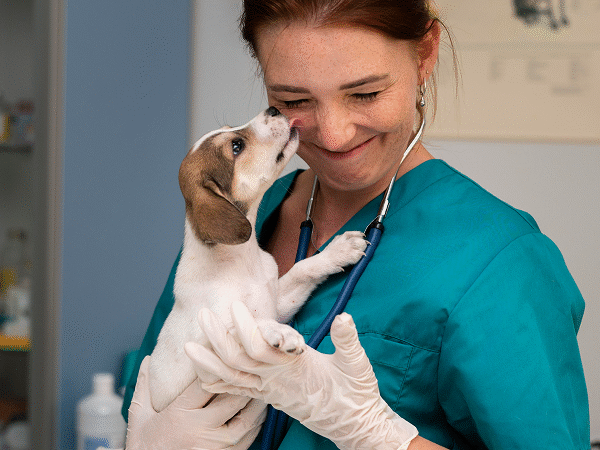 Pet Grooming