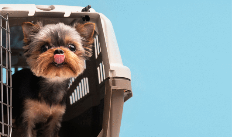 Why Professional Pet Boarding Is Better Than Keeping Pets at Home