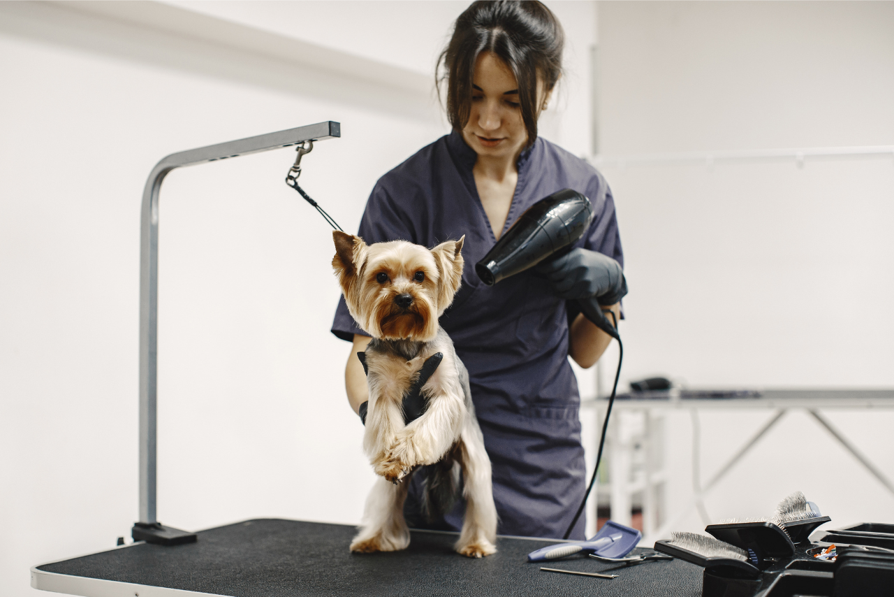 pet boarding facility UAE