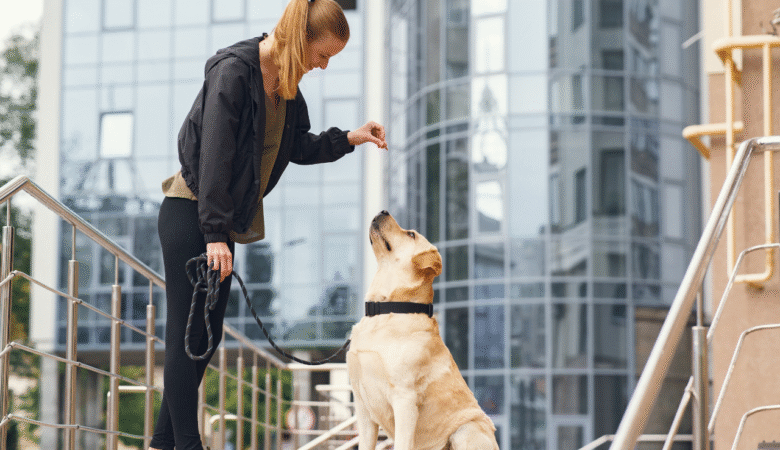 Important Commands for Dogs in UAE