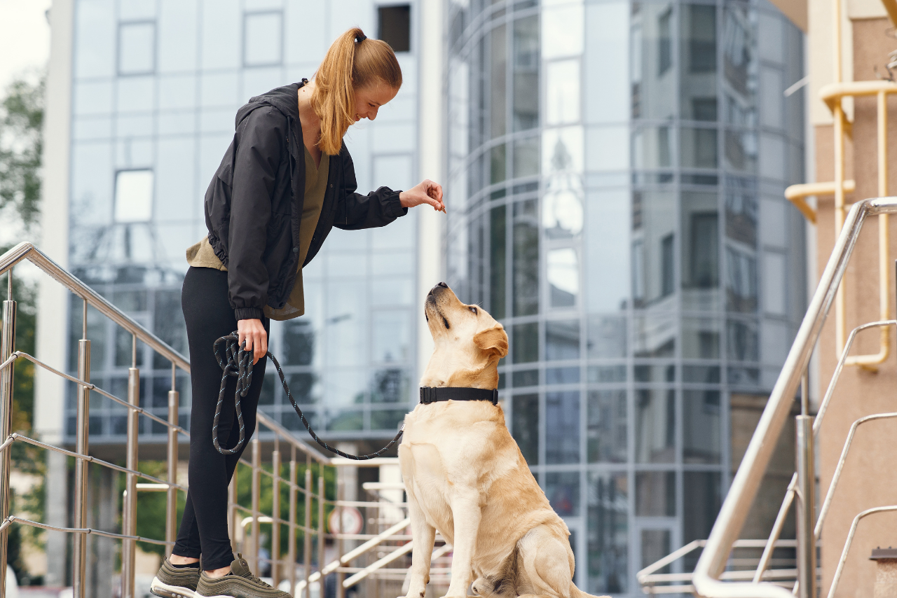 7 Important Commands for Dogs & Puppy Training in UAE